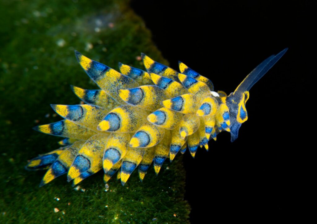 underwater photography sea slug