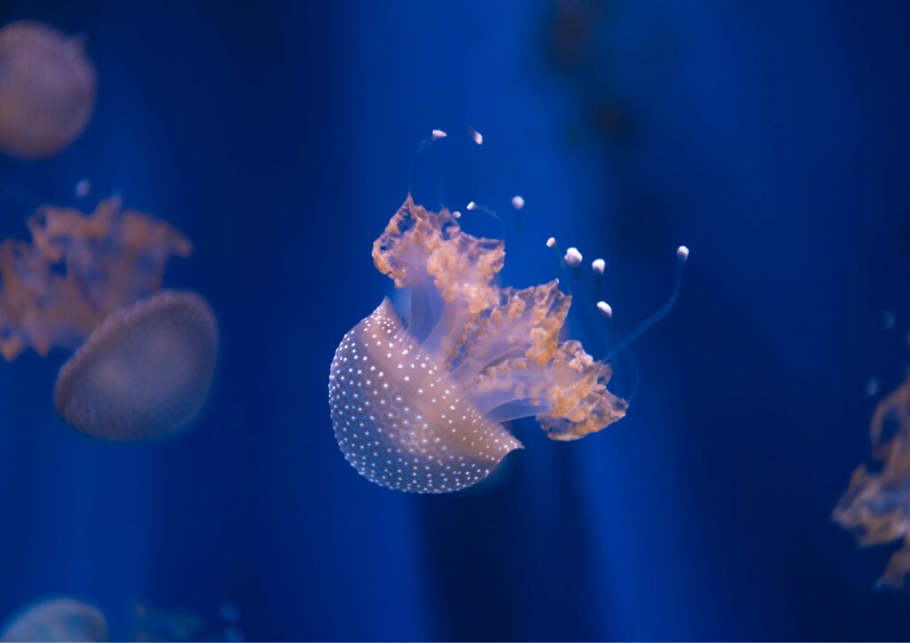 underwater fauna - comb jellyfish