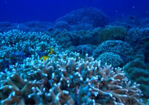 marine ecology - corals