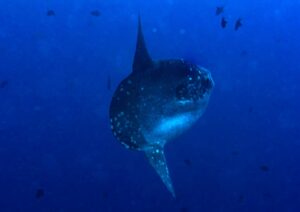 Mola Mola Diving