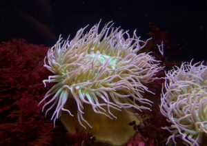 underwater fauna