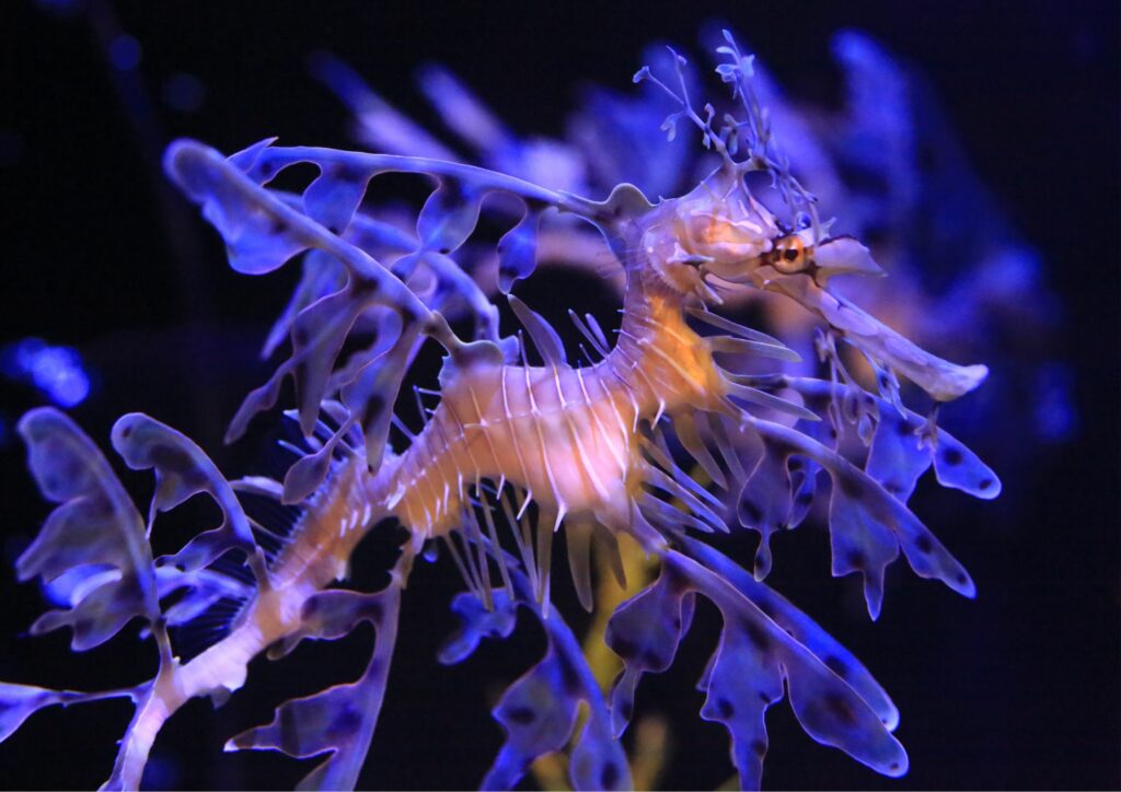 underwater fauna - sea dragon