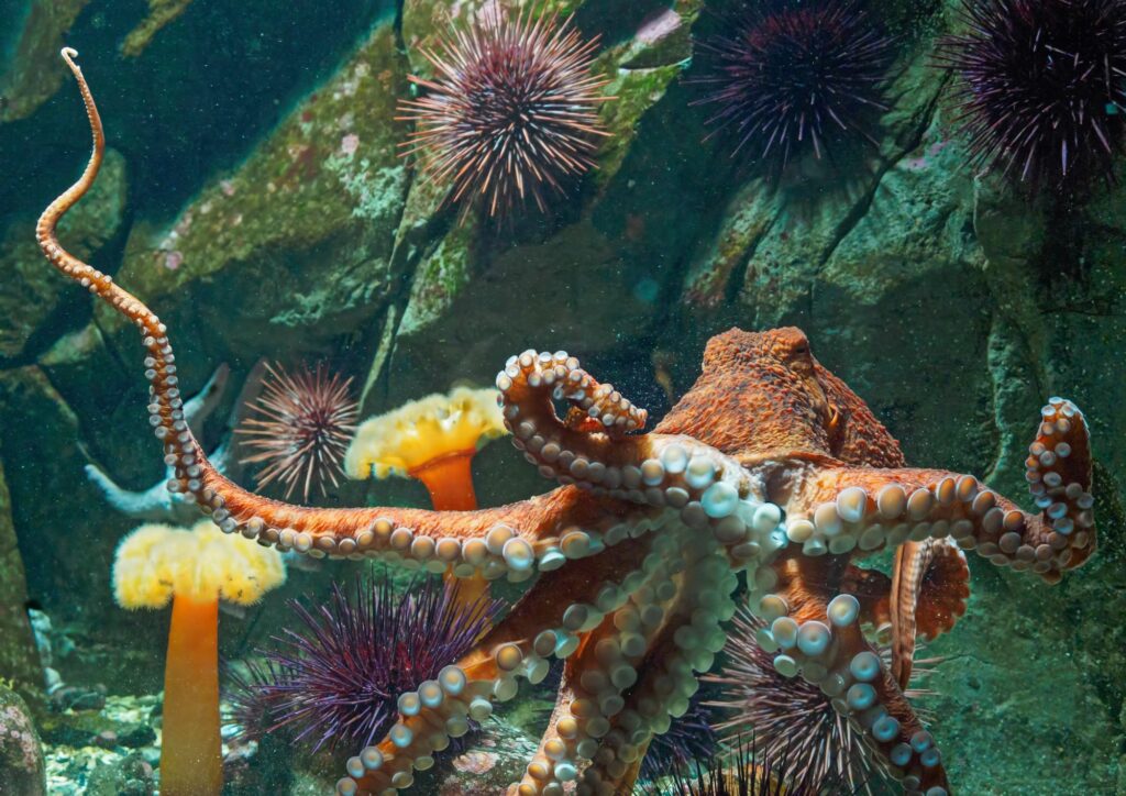 seawater creatures - octopus