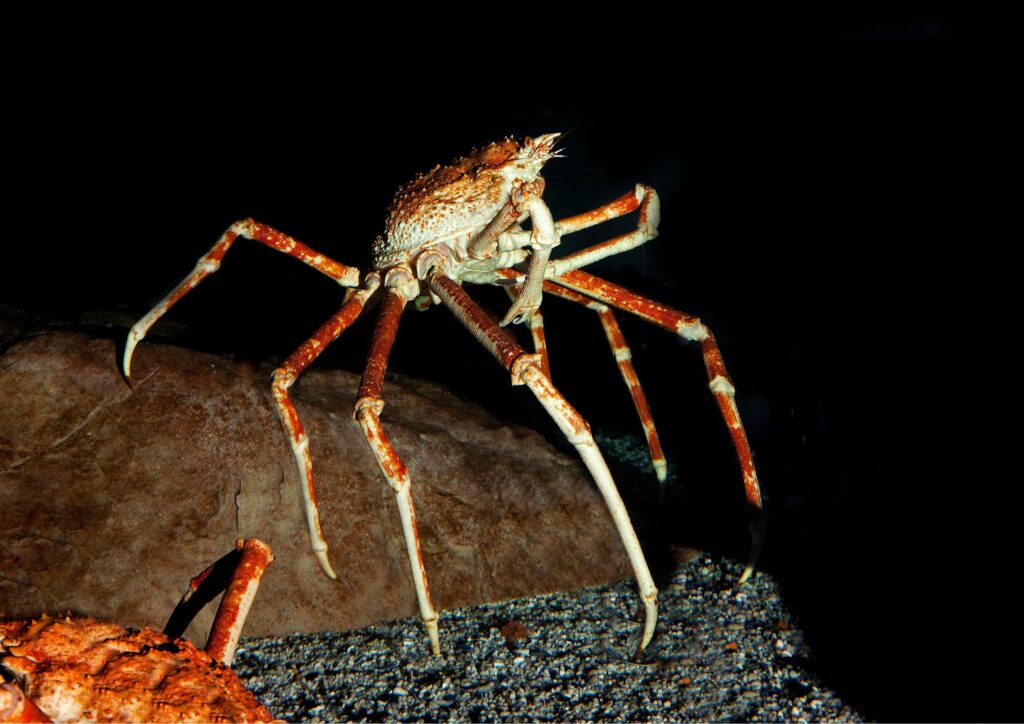 underwater fauna - spider crab