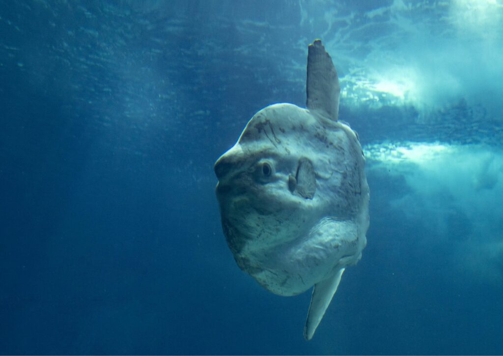 Sunfish Oceanic - Mola Mola