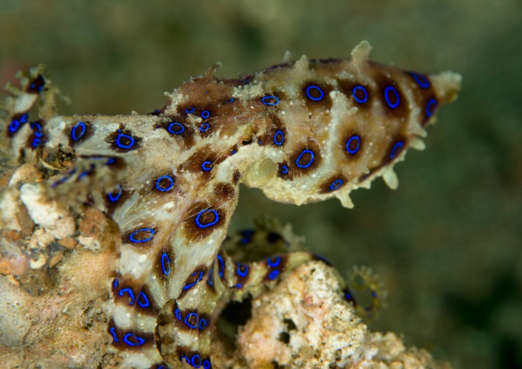 underwater fauna - blue ringed octopus