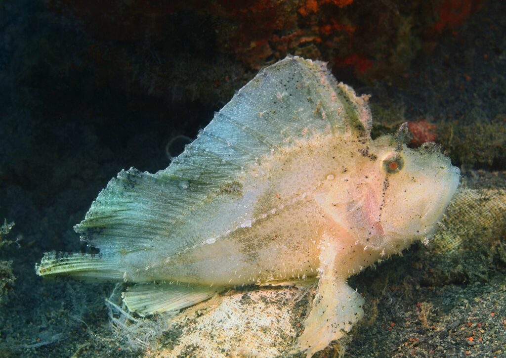 underwater-fauna-anglerfish