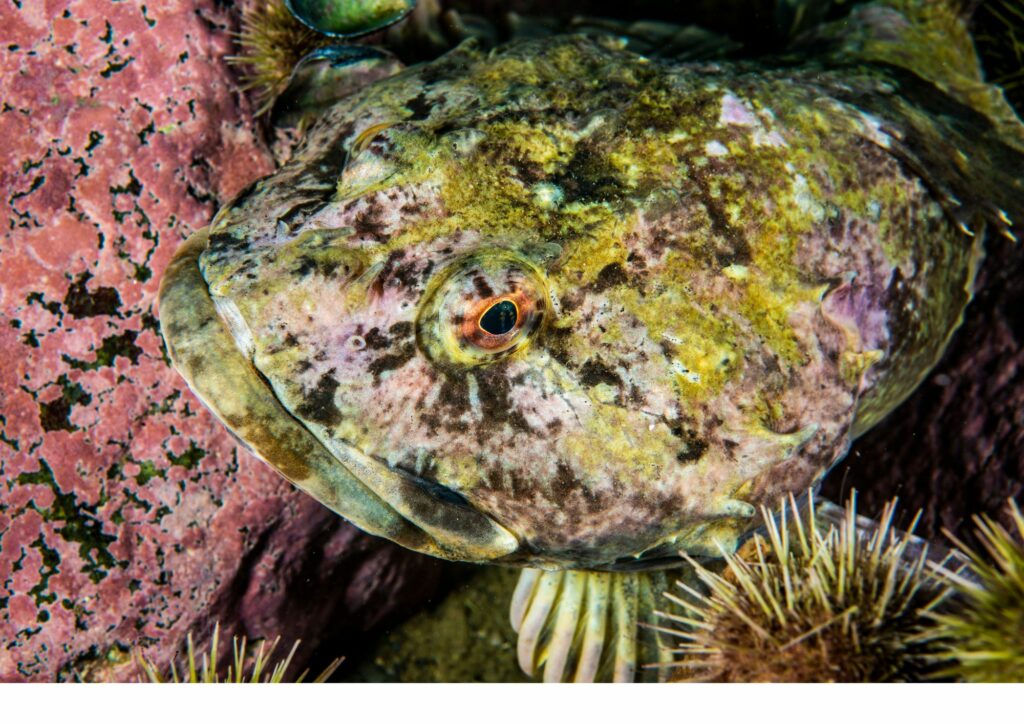 underwater fauna - blobfish
