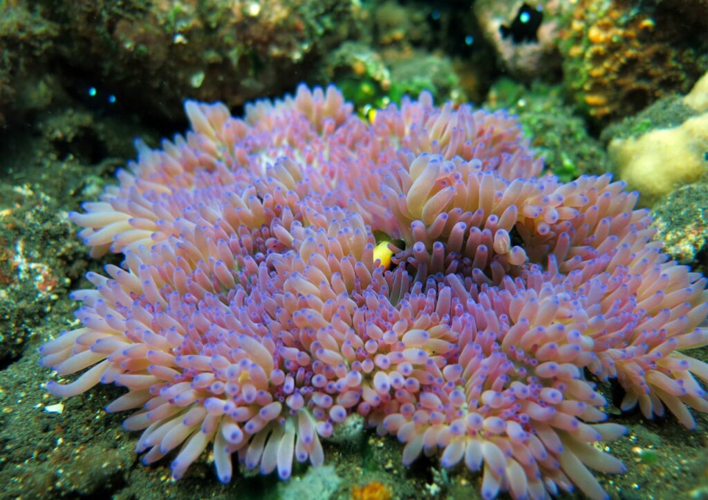 Bali Diving - Corals