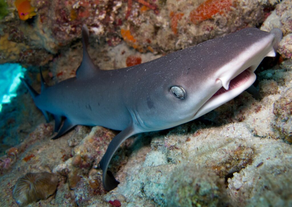 Bali Diving Shark Reef