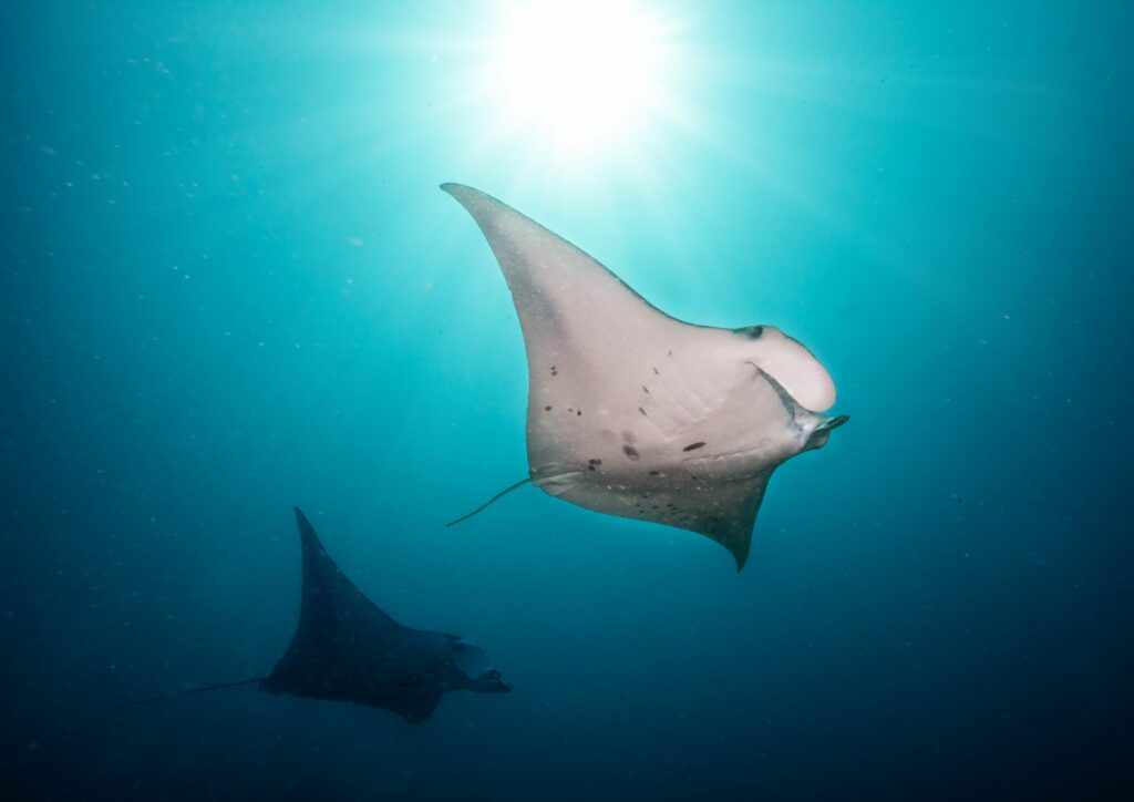 Bali diving manta ray