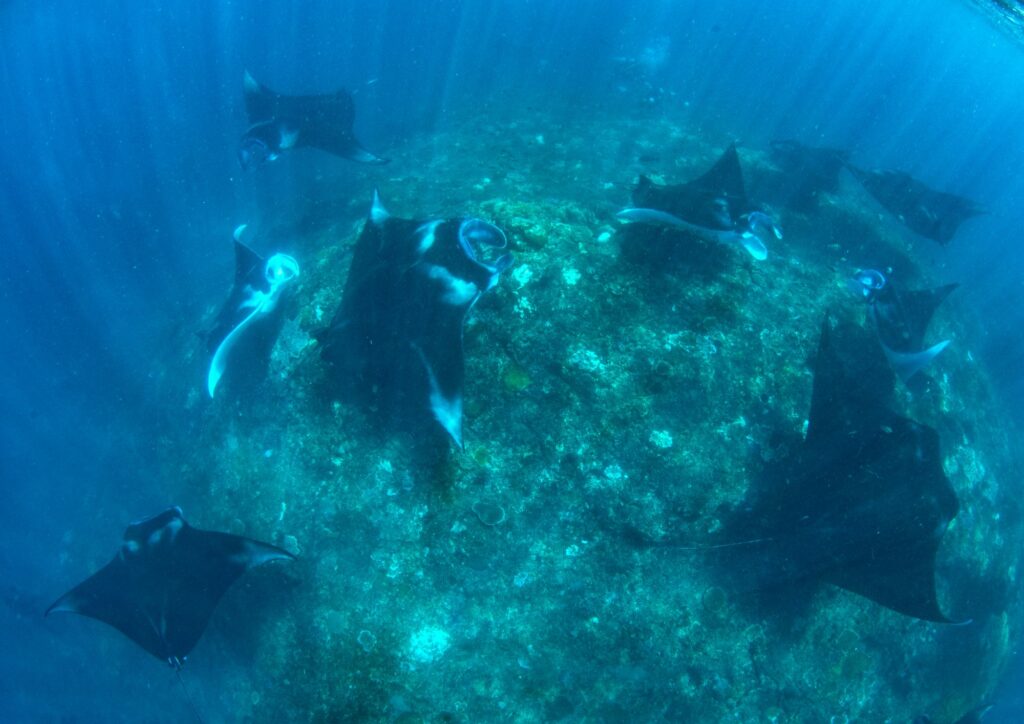 Bali Marine Life - Mola Mola