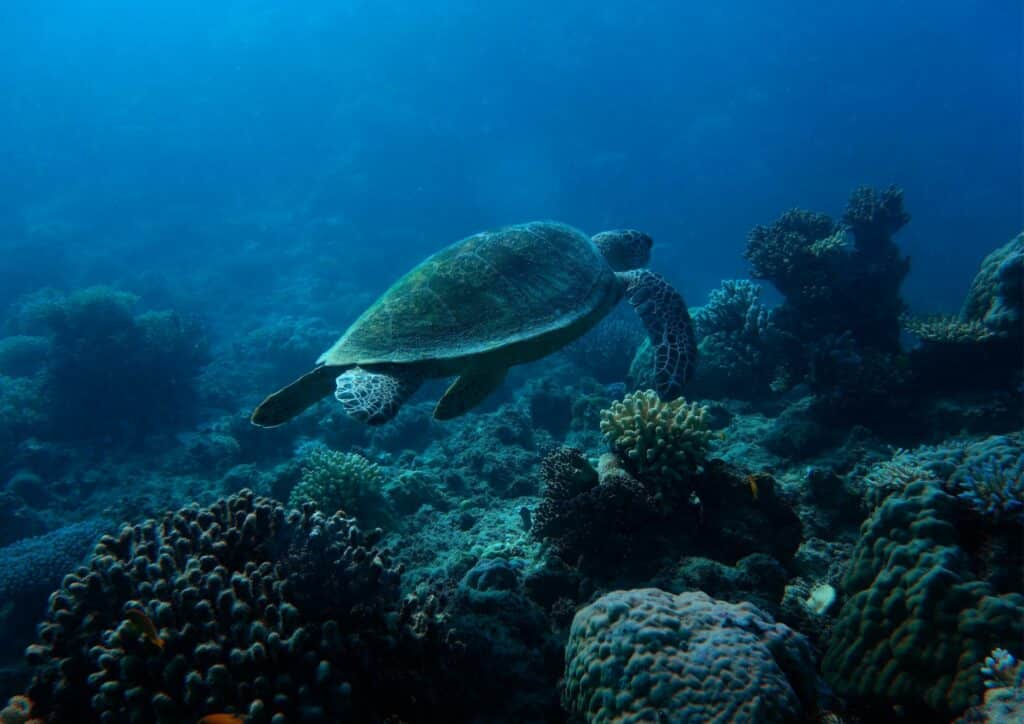 Bali diving - blue turtle