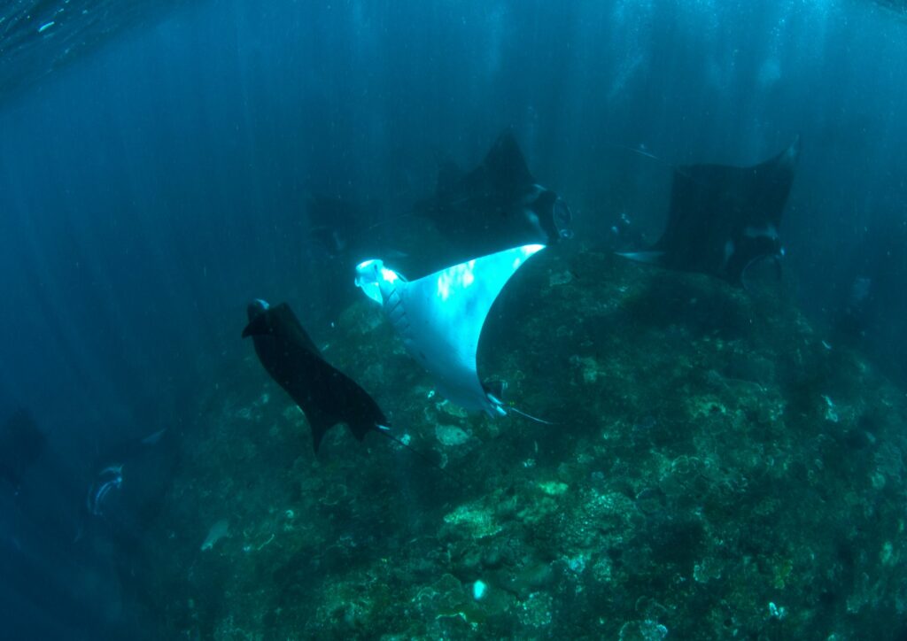 Bali Diving - white manta