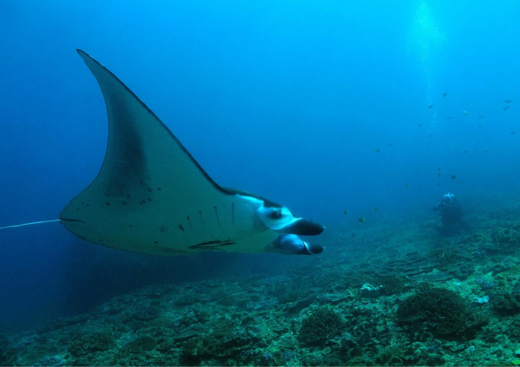 Bali Diving - Manta