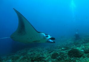 bali diving manta rays