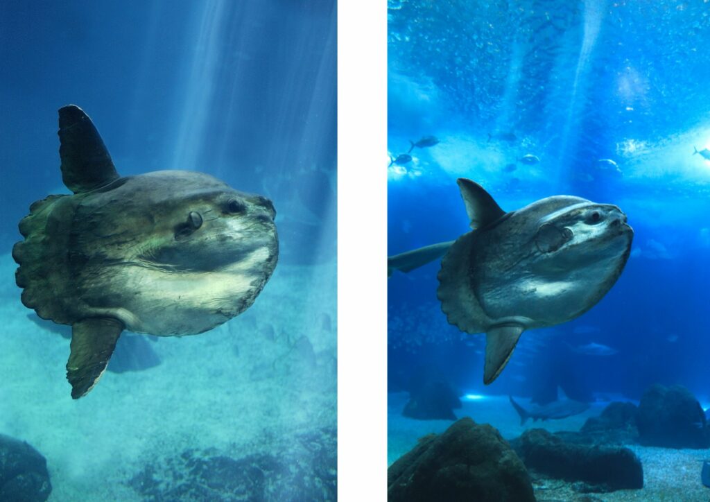 Bali Diving - Mola Mola