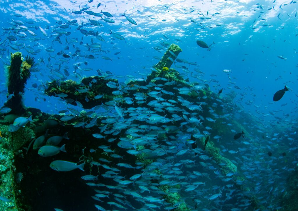 Bali Diving - Liberty wreck