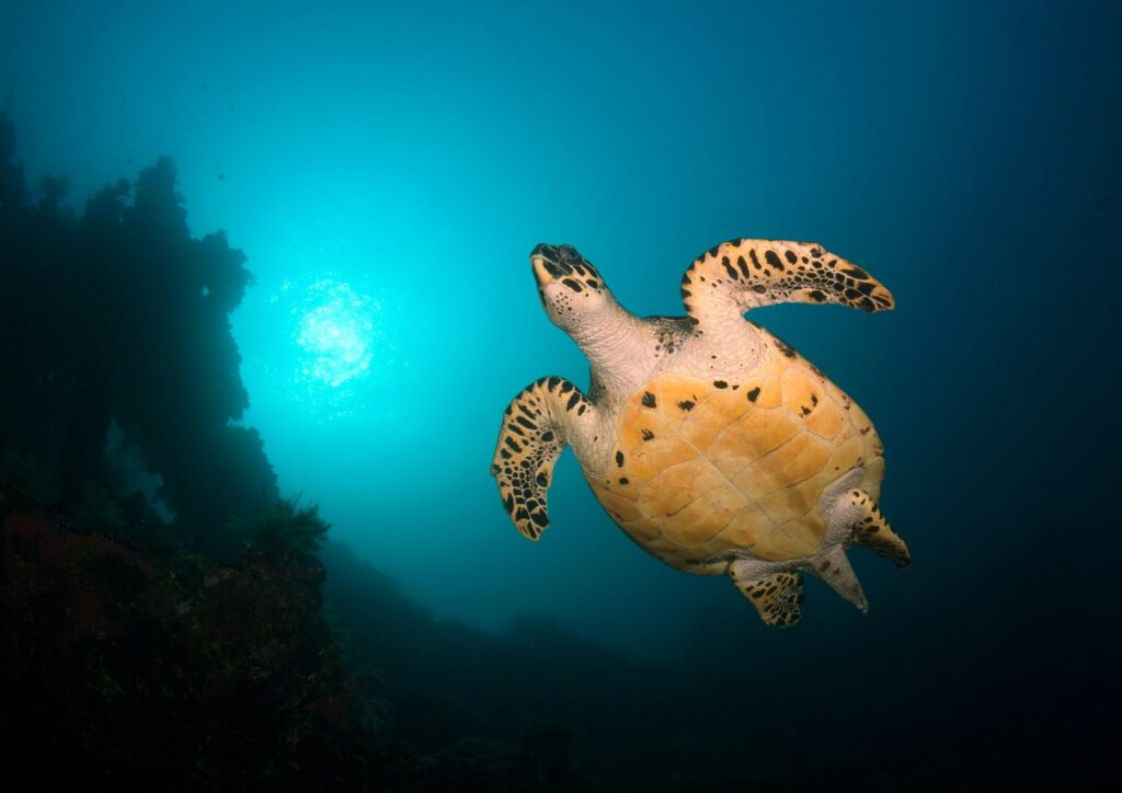 Bali Diving - Turtle