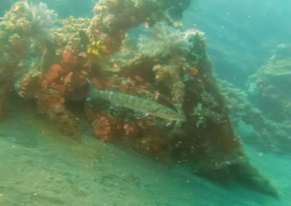 Bali diving - barracuda at tulamben