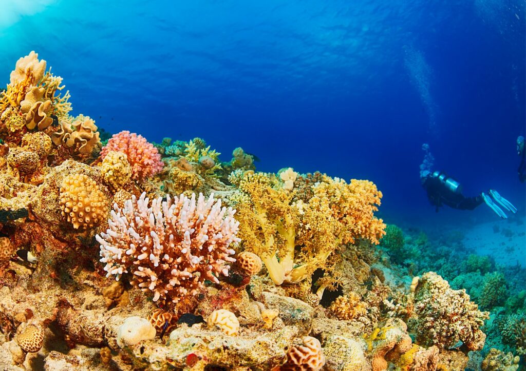 bali underwater conservation - corals and diver