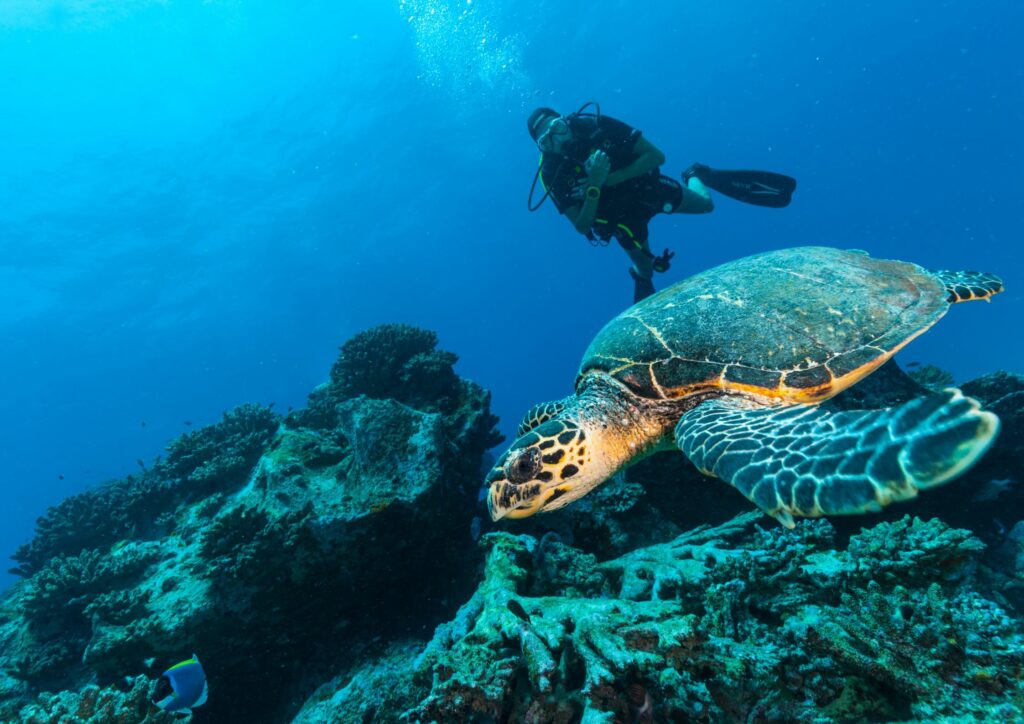 Bali diving diver and turtle