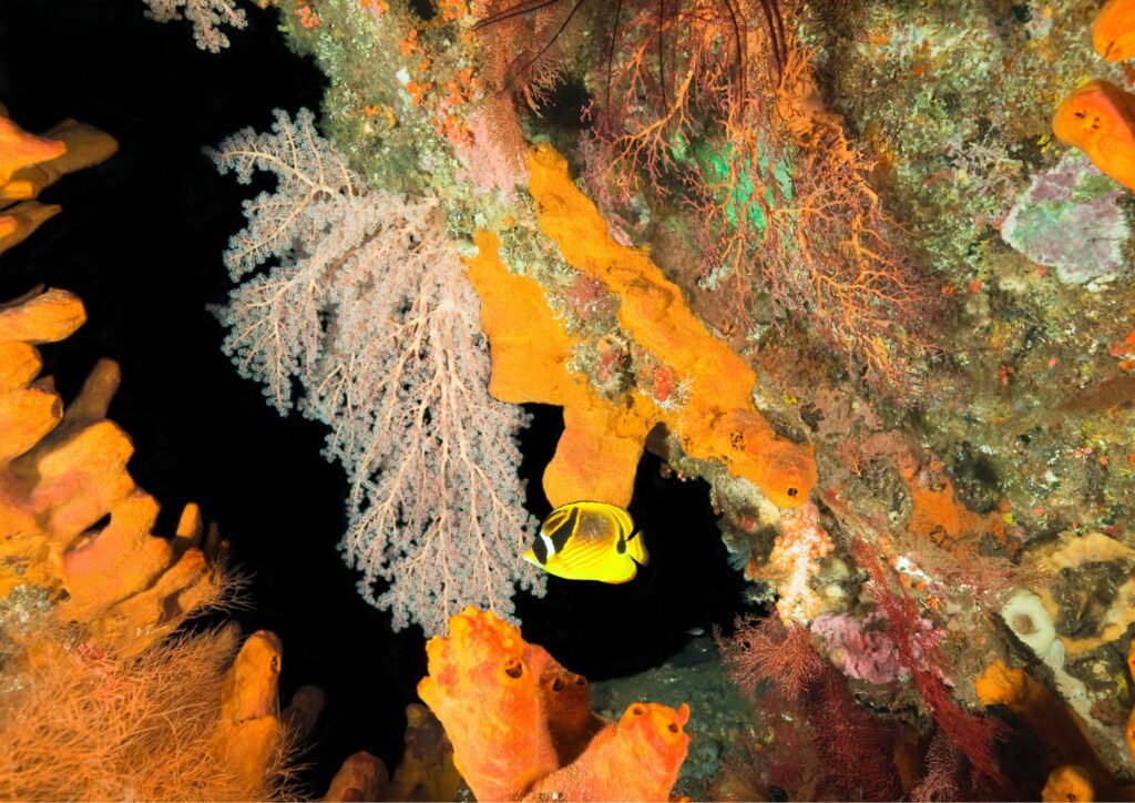 bali diving - liberty wreck