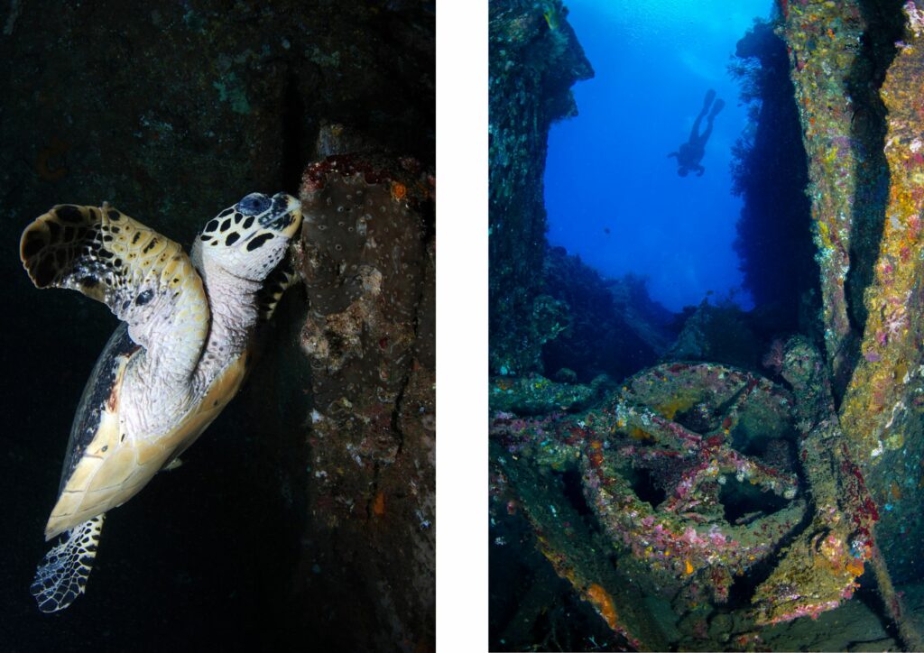 North Bali diving - turtle and diver