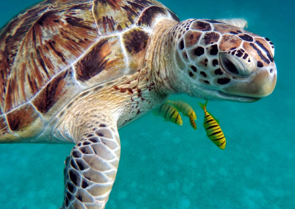 Bali diving - turtle
