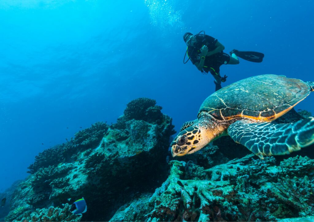 Bali diving - turtle and diver