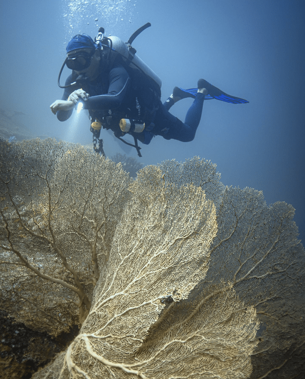 Bali diving - marine life