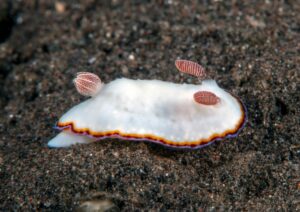 macro underwater photography - nudi branch