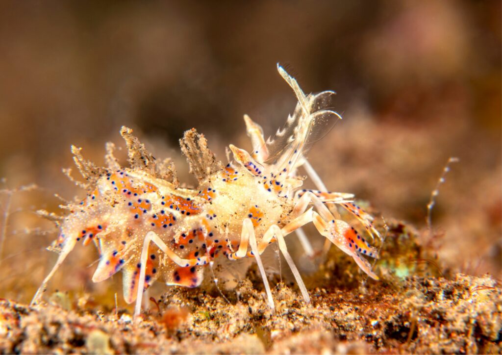 macro underwater photography - tiger shrimp