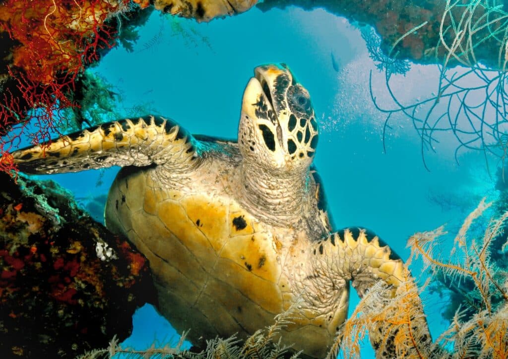Beginner divers - turtle