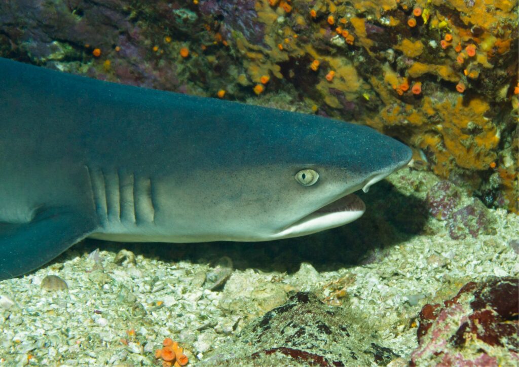 bali diving - white tip shark
