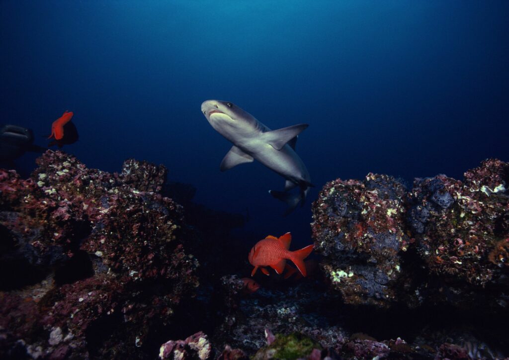 bali diving - white tip shark and fishes