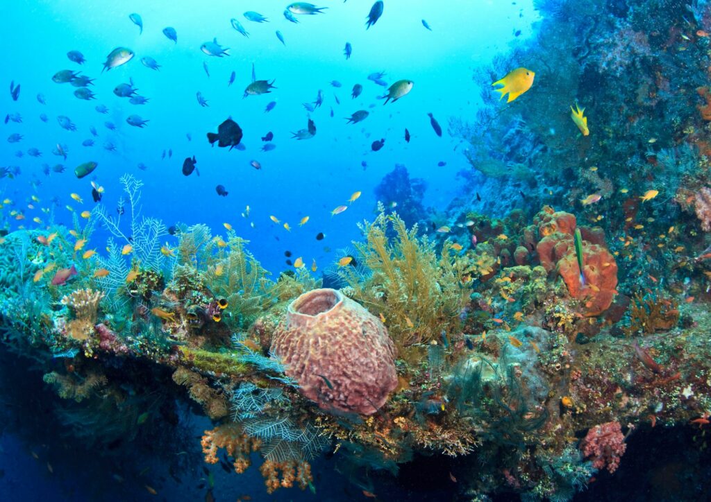 Dive Sites in Bali