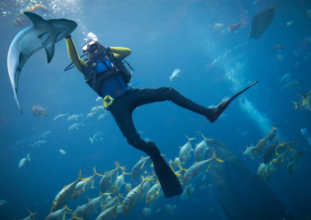 Underwater adventure - shark diving