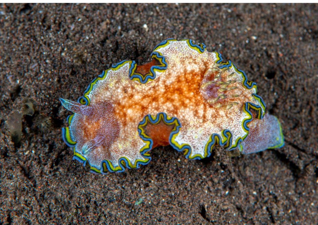 underwater photography in Bali - nudi branch