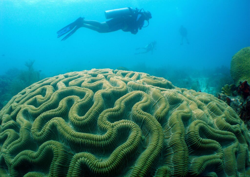 Advanced scuba diver - corals