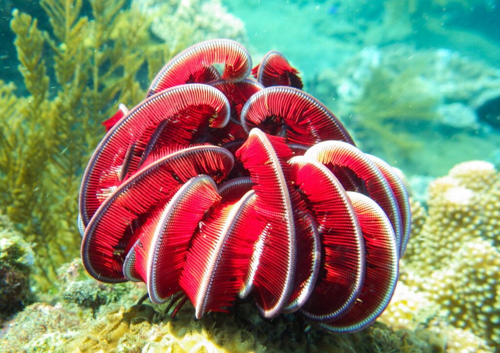 coral reefs red