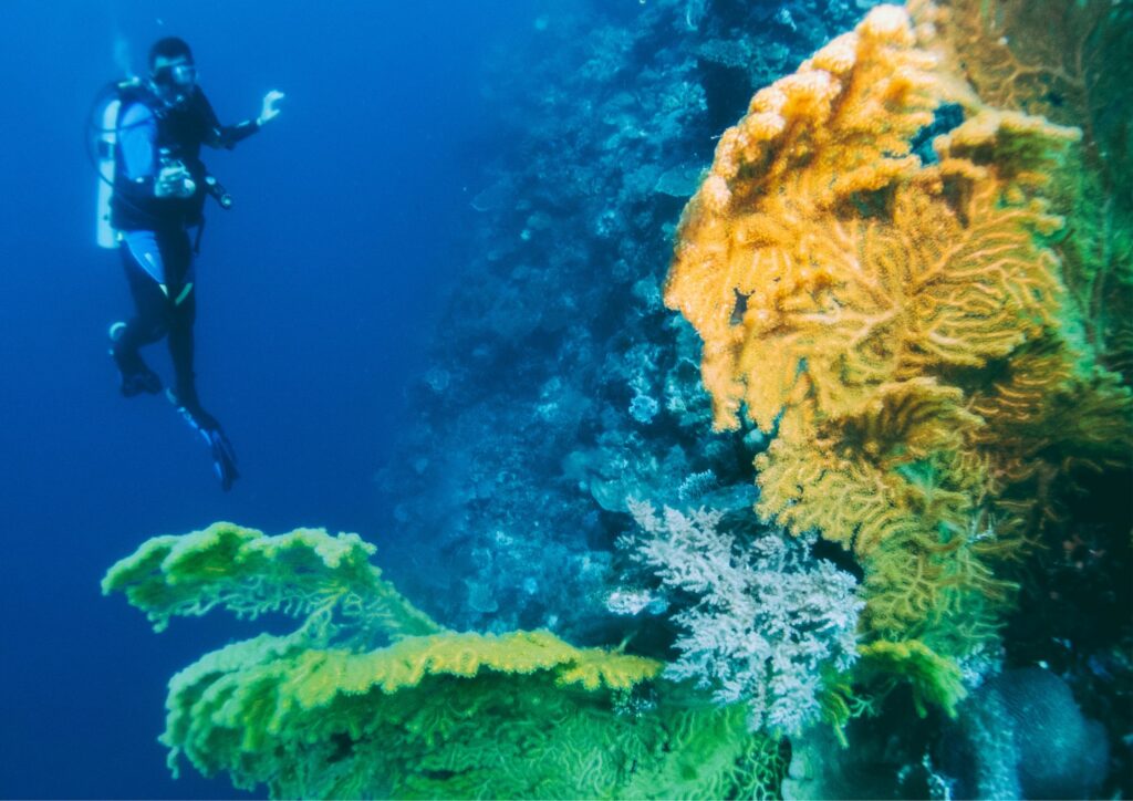 Bali diving corals and 1 diver