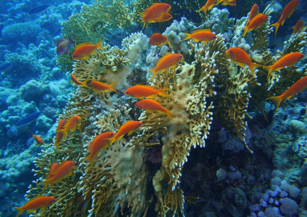 Bali diving seasons - small orange fishes