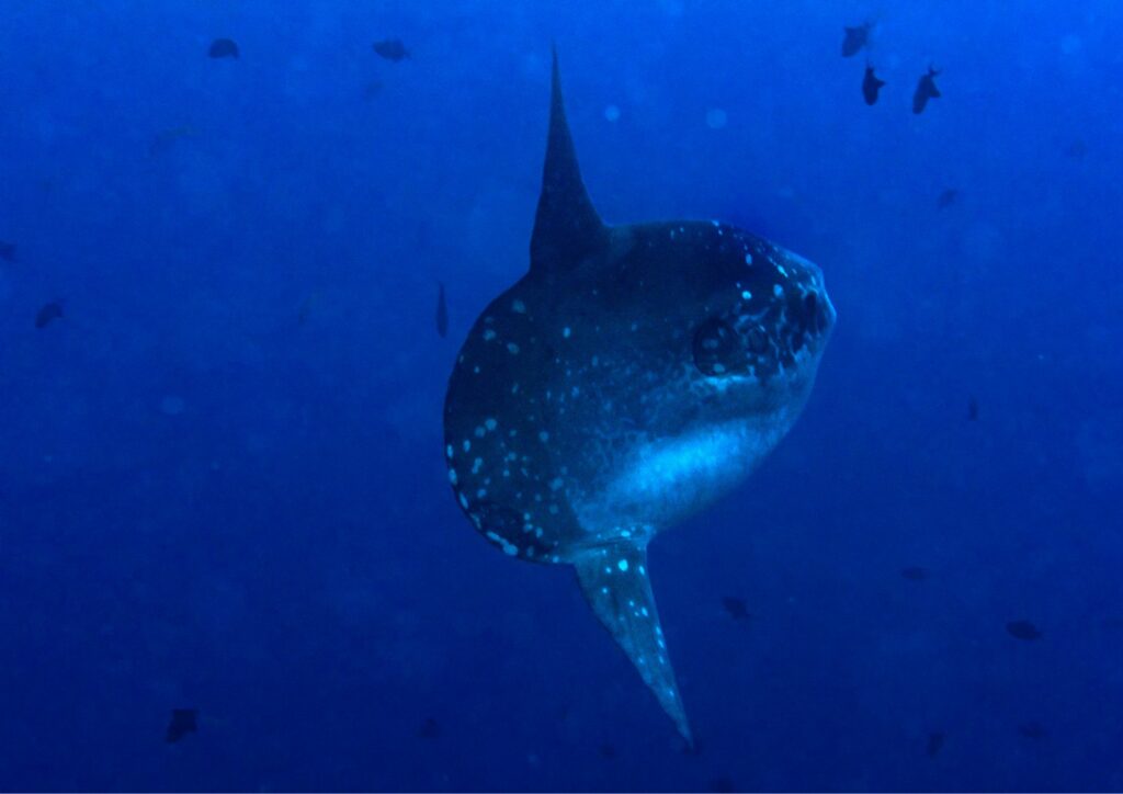 Bali diving - Mola mola