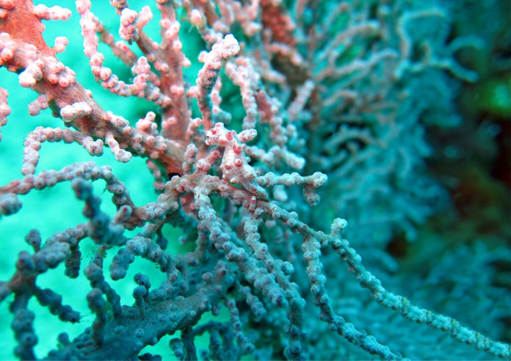 bali diving - pygmy seahorse