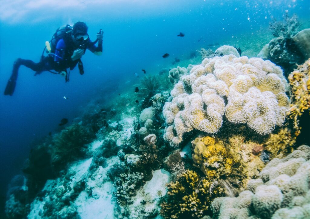 Bali Diving Seasons - white corals