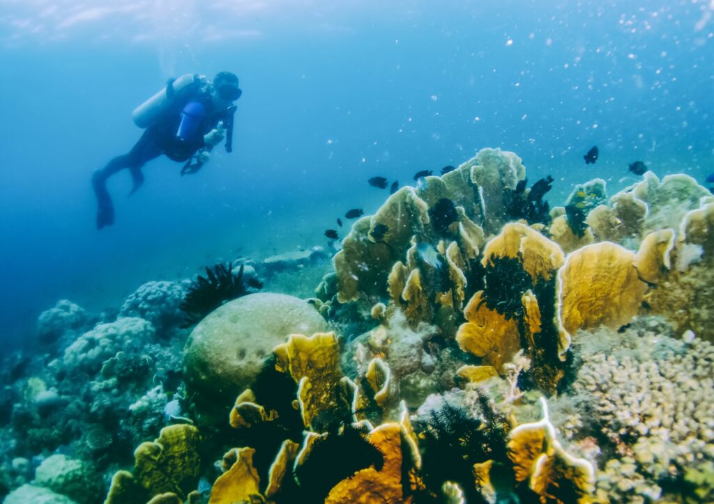Bali diving - yellow coral diver