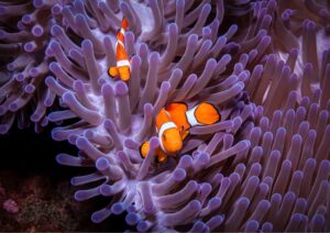 sea creatures - clownfish