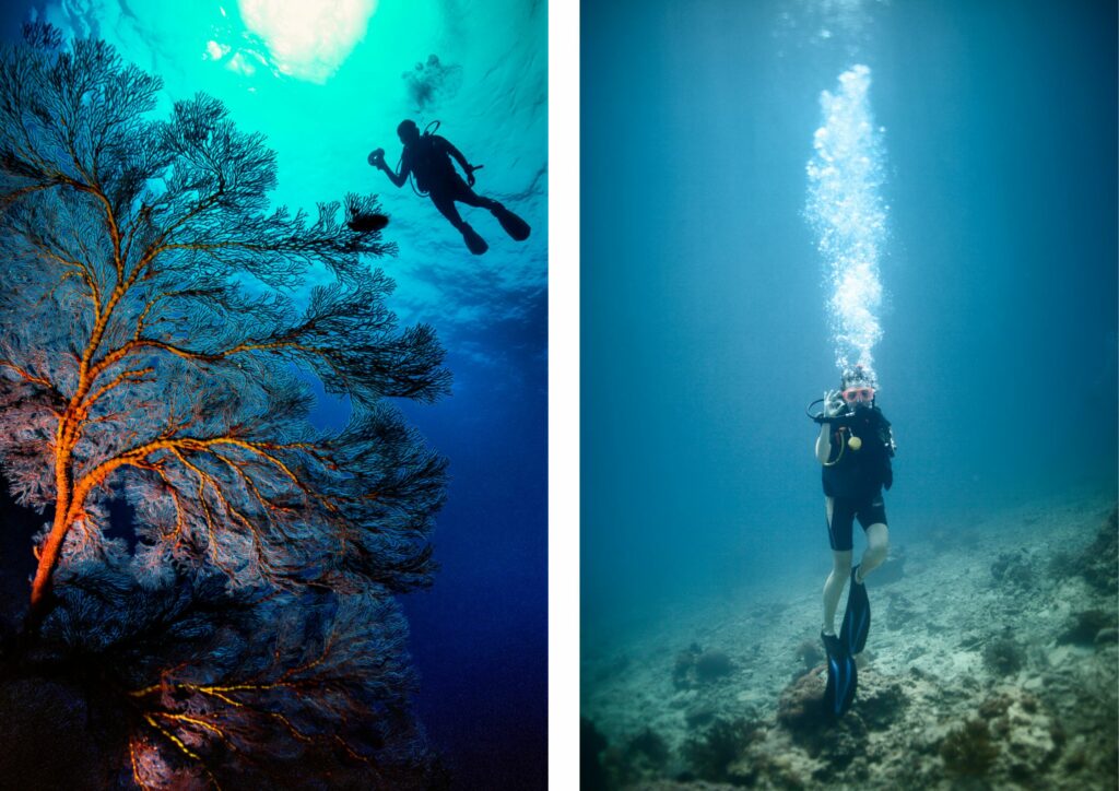 Diving course in Bali - corals and divers