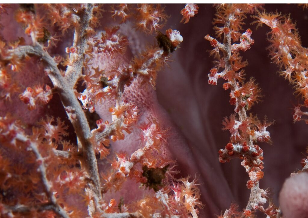 intriguing underwater life forms - pygmy seahorses
